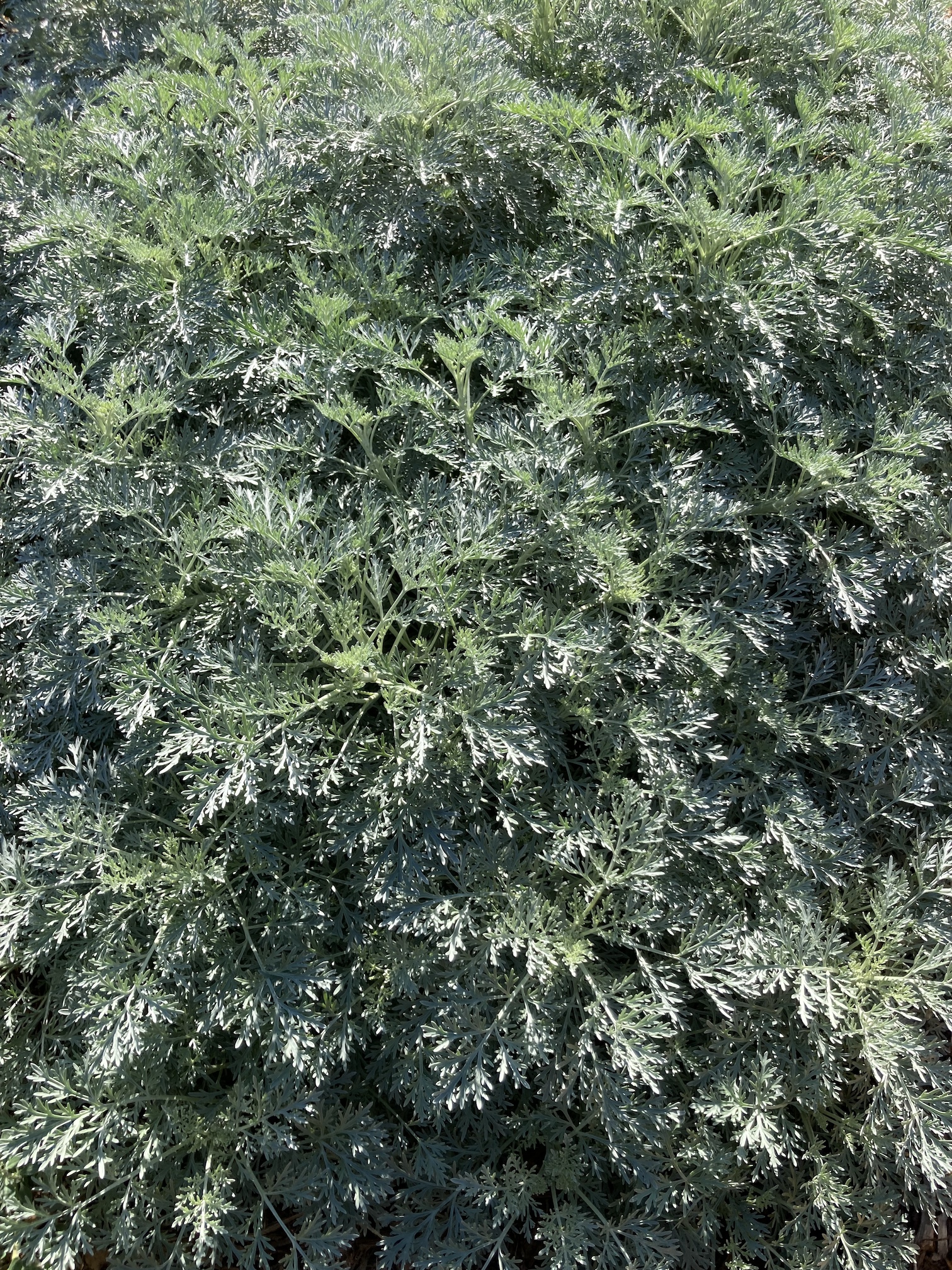 A fluffy pale green plant, artemesia 'powis castle'.