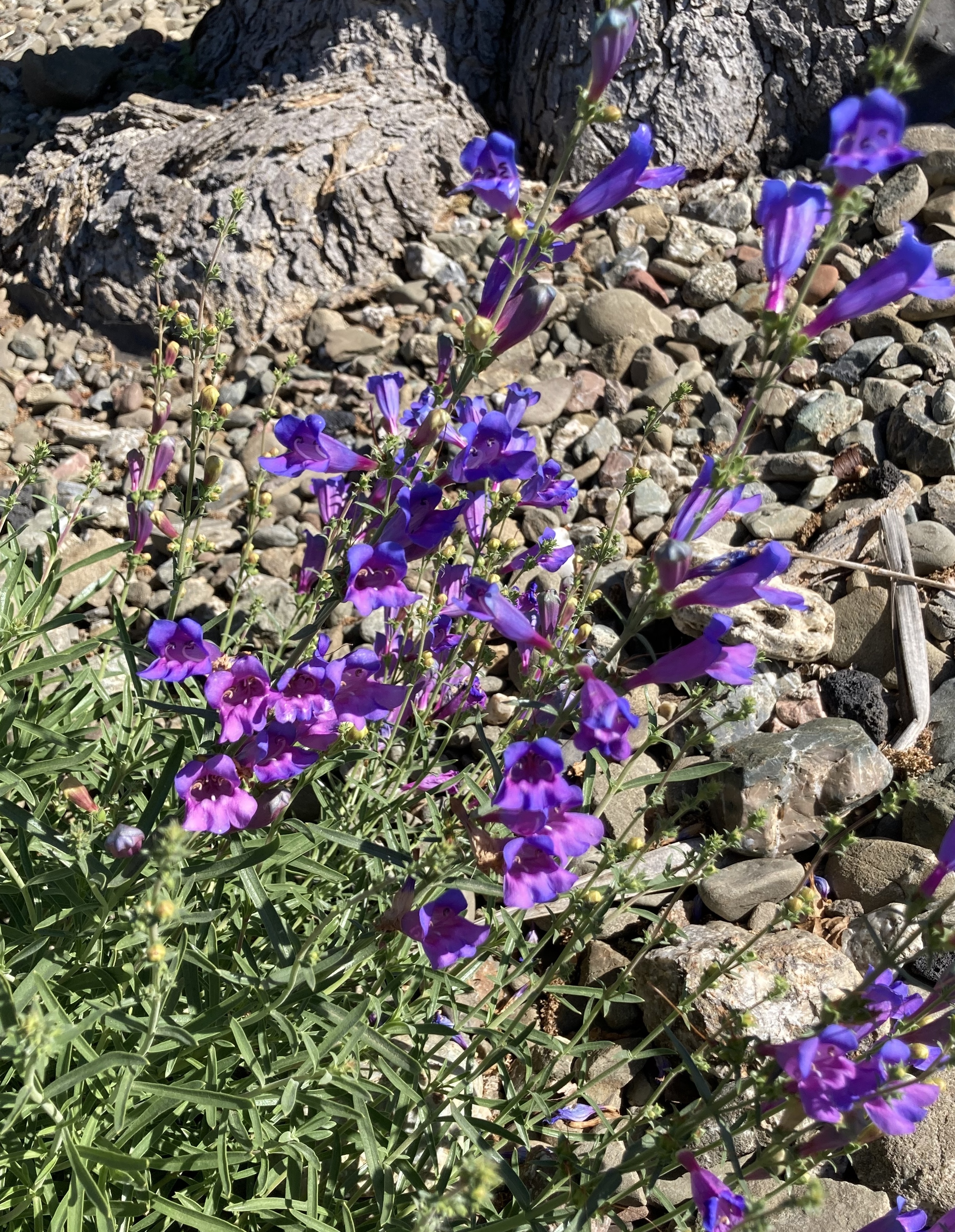 Pink and purple flowers of a margarita penstemon rising from green foliage.