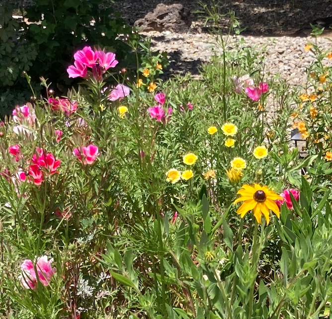 A mix of colorful California native wildflowers represent the idea of many choices
