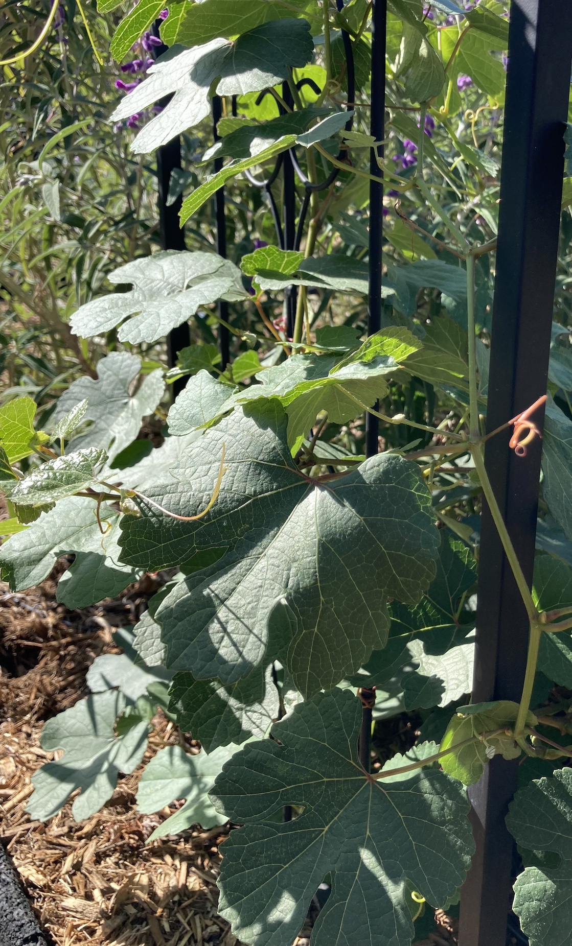 A native California grapevine climbs a trellis