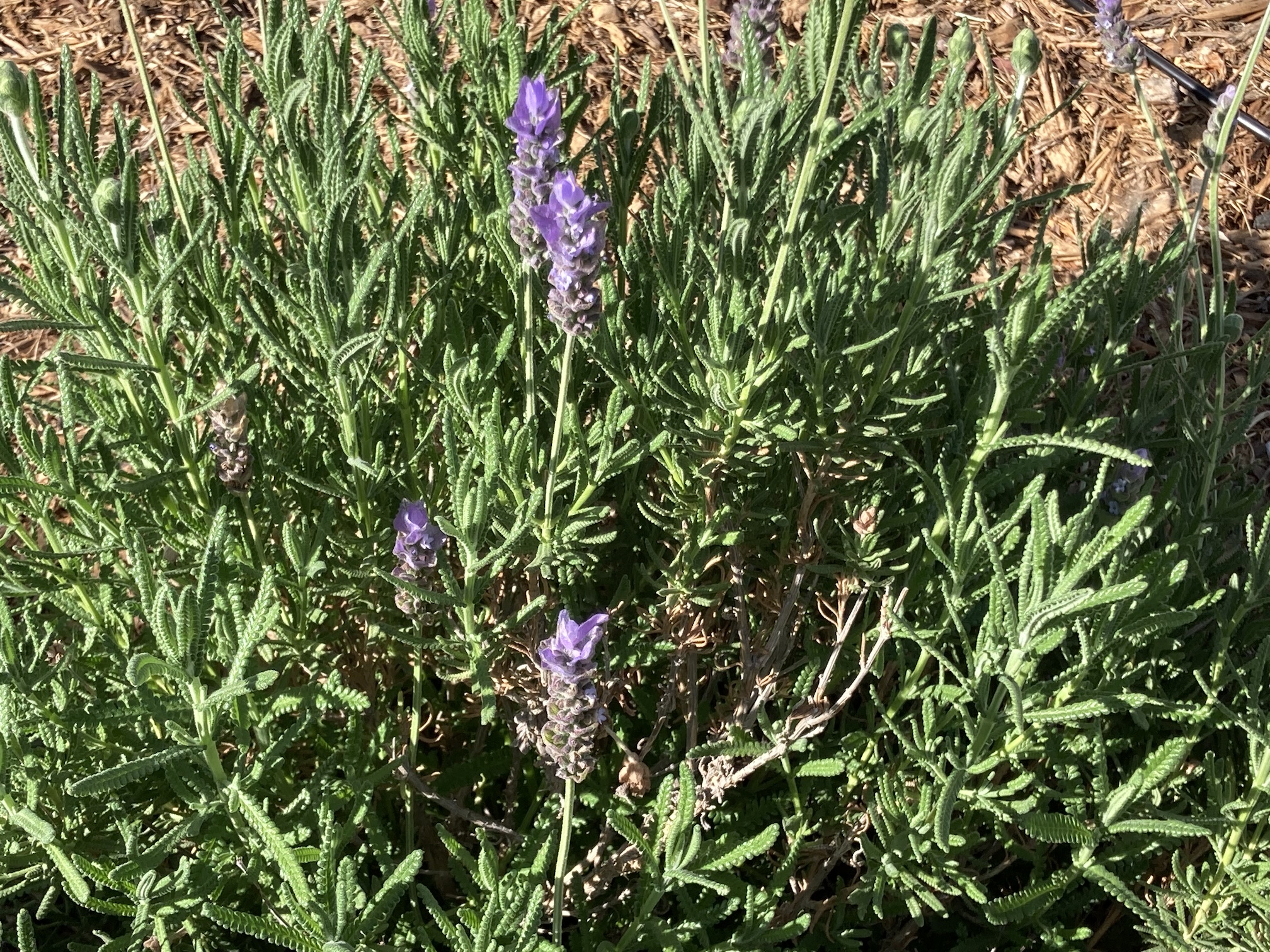 Lavender dentata, a low-water plant, blooms with pale purple flowers.