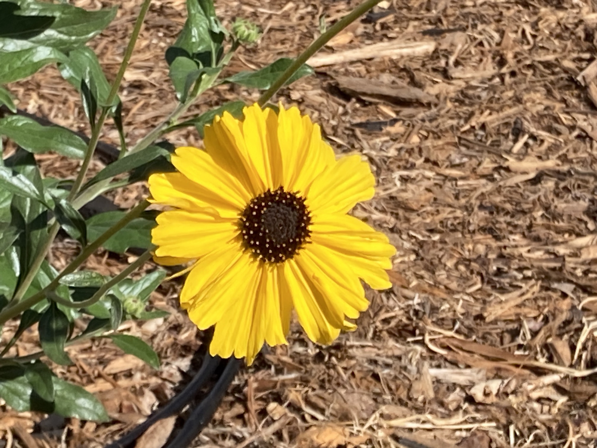 A bright yellow native California sunflower