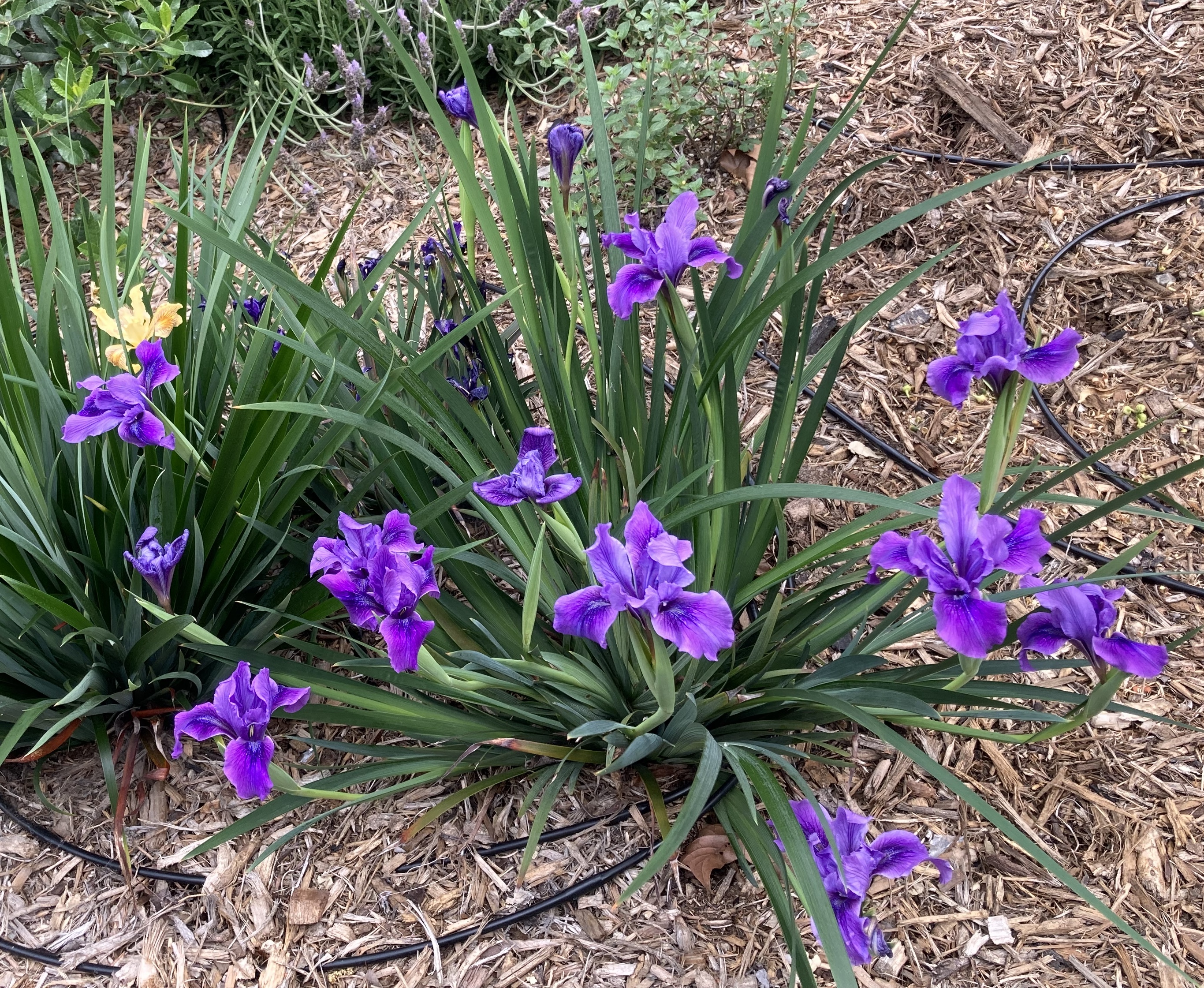 Native California irises bloom. Most are deep purple, but there's just one pop of something different, a beautiful yellow iris.