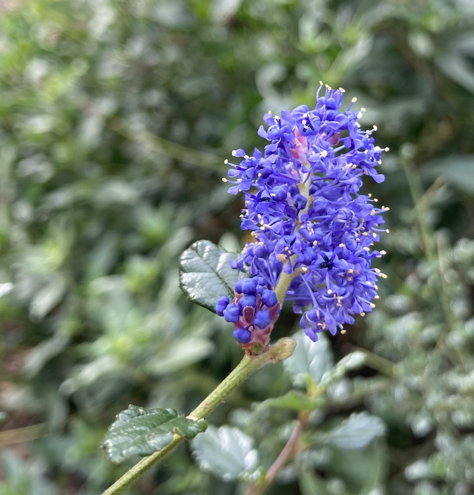 A blue ceanothus flower with shiny leaves